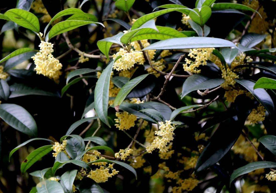江津人都知道,秋天的第一抹花香,一定是……_桂花