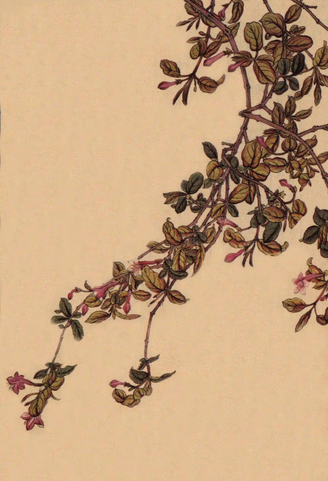 惊蛰三候 麝翻香囊连翘(forsythia suspensa)惊蛰二候 连翘妖娆山