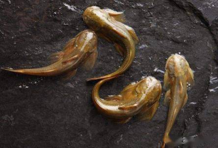 酷似黄鸭叫的石爬鮡,最大难超1斤,1斤卖千元迄今无法人工养殖_淡水鱼