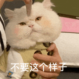 大脸猫表情包微信图片