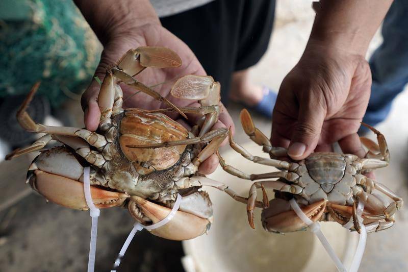 南沙青蟹上市啦中秋节前迎来火热销售季