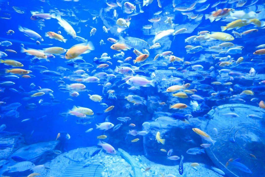 这一幕美不胜收无数鱼儿身披繁星般朝你游来与五光十色的海底世界来拍