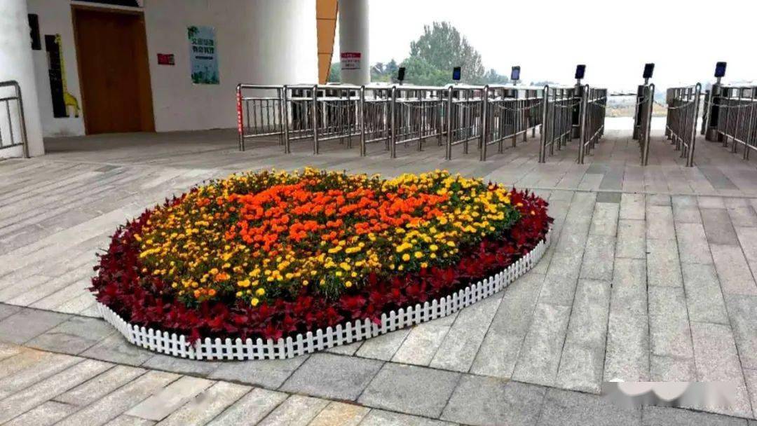 湿地公园南门广场,北门广场摆放孔雀草,鸡冠花,牵牛,彩叶草共计20000