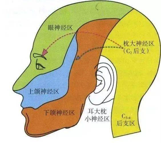 手腕腱鞘囊肿治疗偏方_腱鞘炎的治疗偏方大全_治腱鞘炎的偏方大全