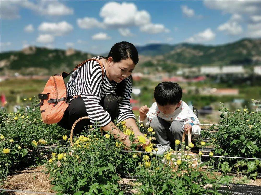 【街道风采】"生态田园 丰收北宅"活动暨崂山仙菊采摘节启动