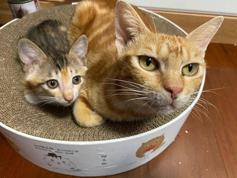 厦门小狸花猫和成年大橘猫待领养