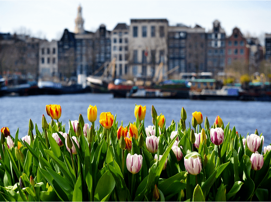 还有诱人的郁金香.