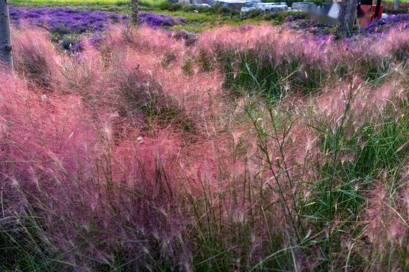 紫粉色花穗开满花时网红粉黛乱子草不施"粉"黛洋溢着浪漫气息清新脱俗