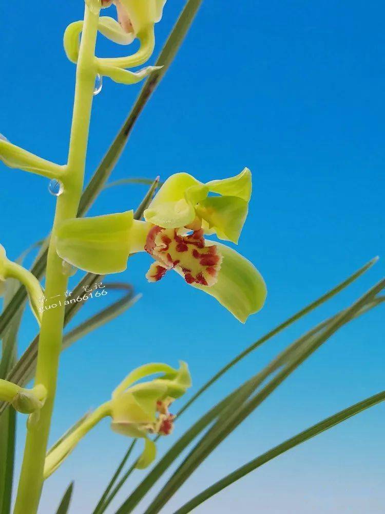 花开欣赏0359蕙兰老朵云的不一般