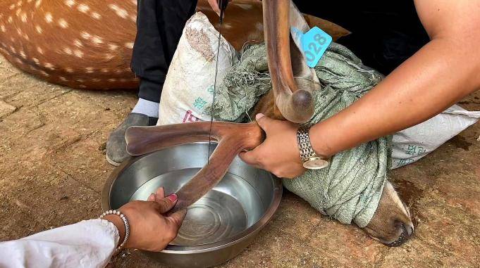 鹿茸究竟是什么割鹿茸的时候鹿会疼吗我们拍下了取割全过程