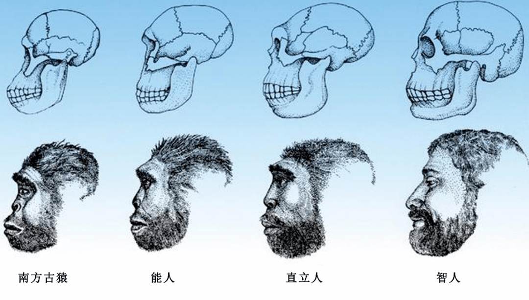 图8:柳江人 晚更新世 广西柳江 头骨图9:山顶洞人(头骨及复原雕像) 晚