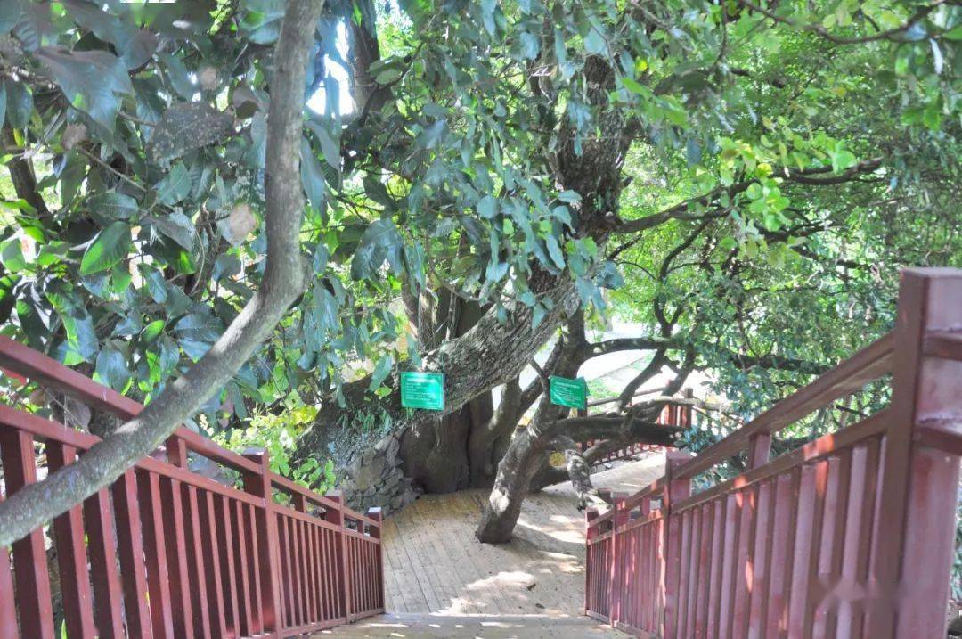 百年古树群玻璃栈道森林村庄快来碧溪岩子头打卡