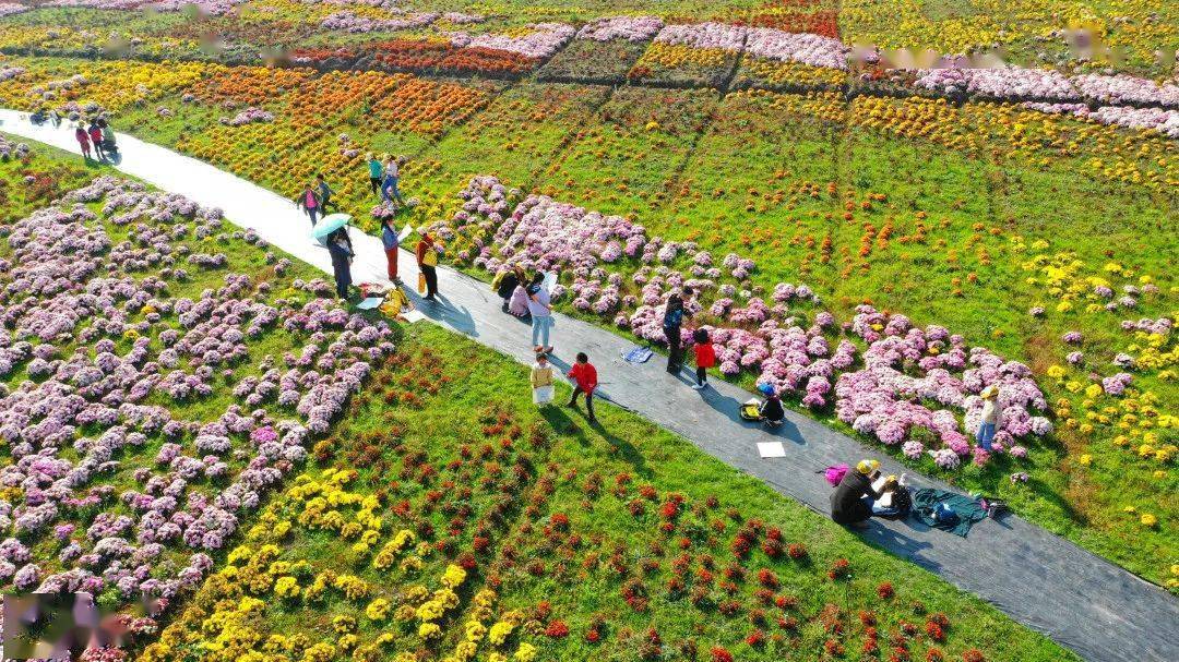 的50条江苏省乡村旅游精品线路中,沭阳花木之乡一日游线路入选其中