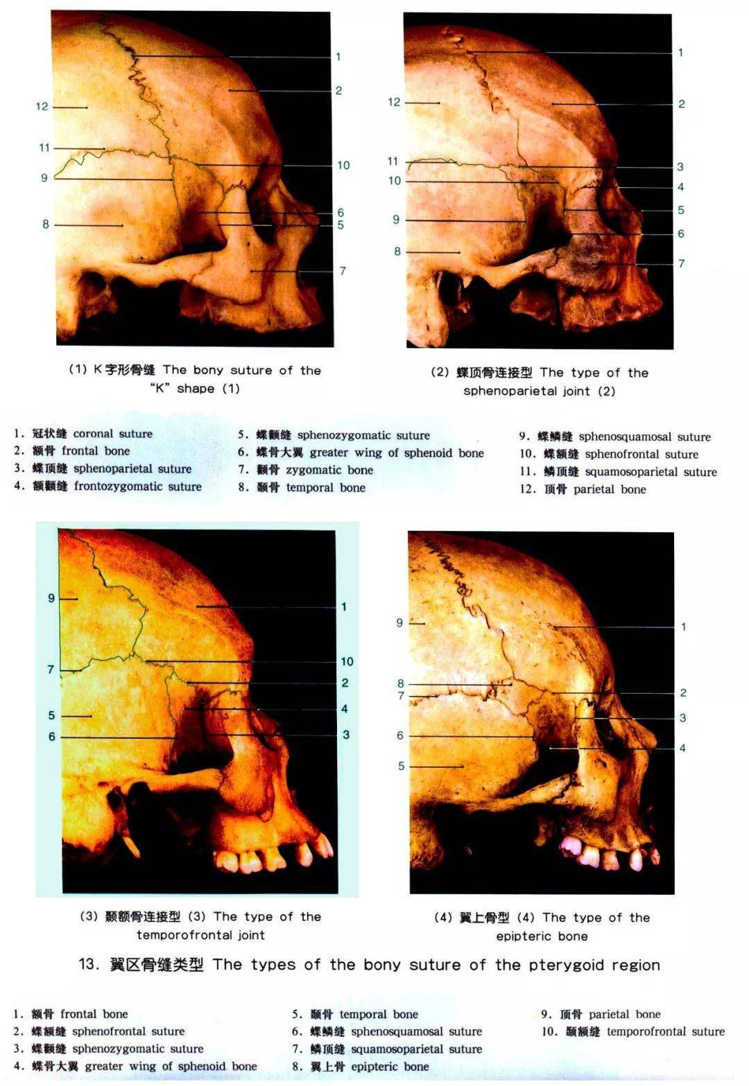 解剖详解丨一文读懂颅骨解剖