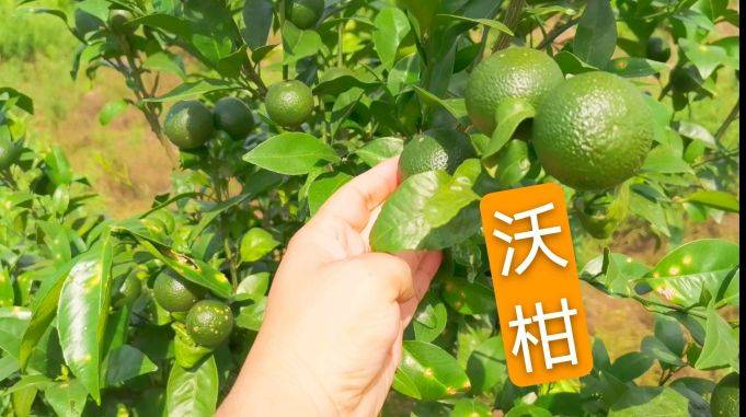 沃柑种植技术与管理方法全集