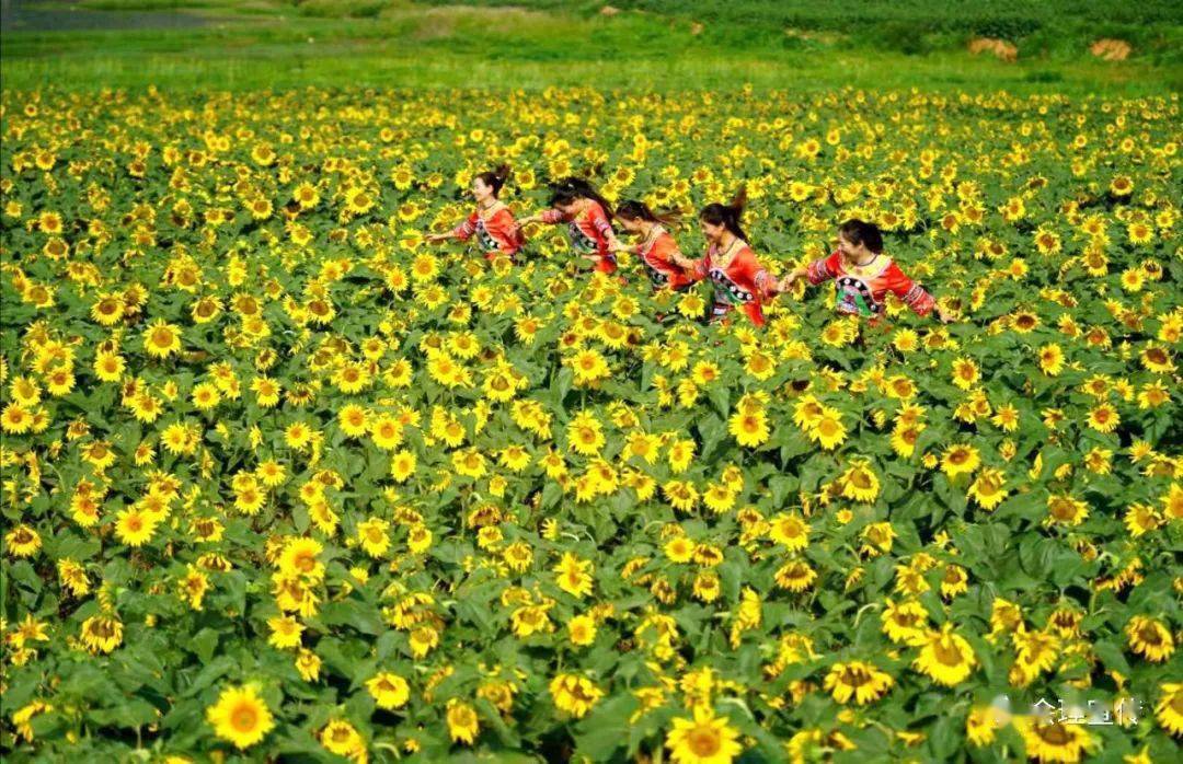 坐著高鐵看四川陽光沙灘花海盡在會理黎溪