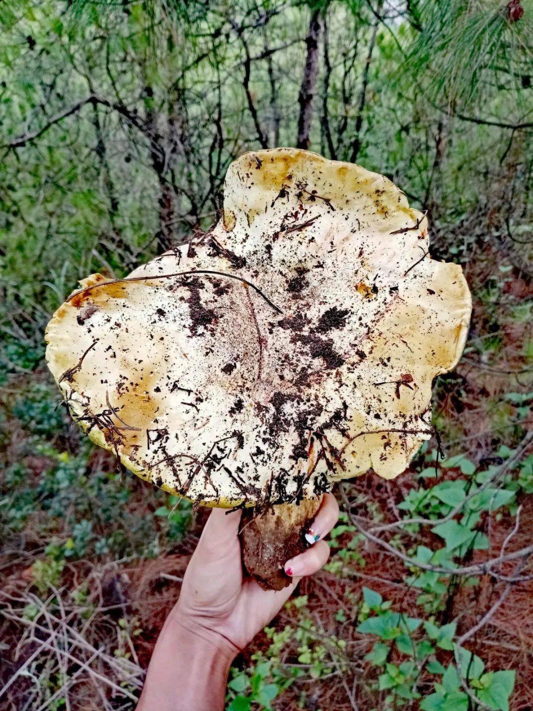 宣威人最后一波野生菌再不去捡就没有啦