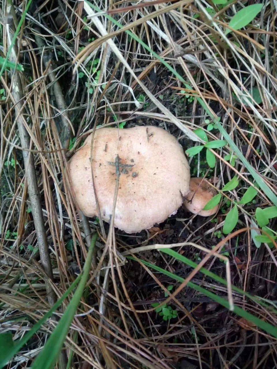 最后一波秋菌子了赶紧起来去山上去捡国庆别赖在家了就是上山去采不是