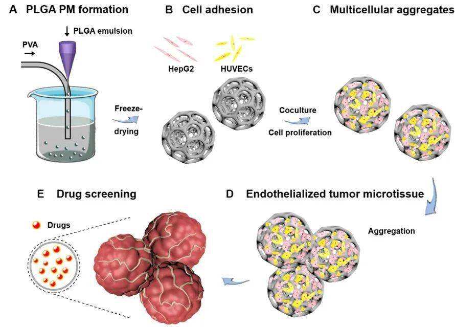 plga)多孔微球用于同时负载肝癌细胞及内皮