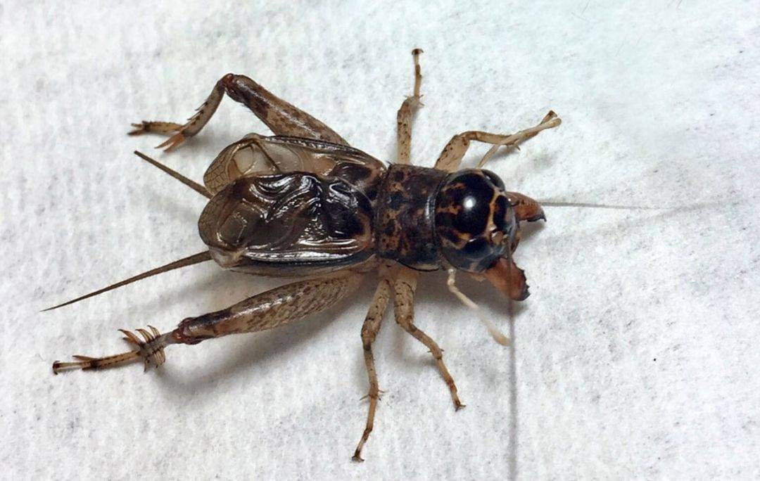 虫主:持清阁主人 虫名:稻叶青虫 重:空腹5.