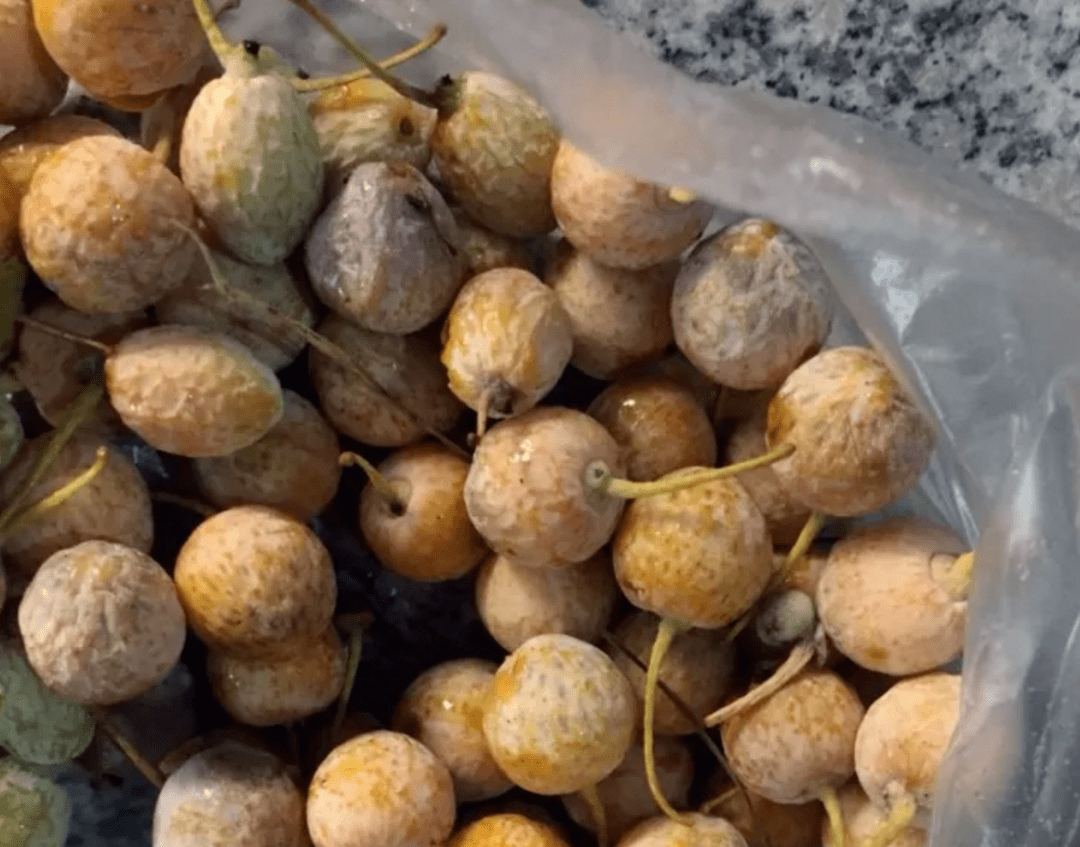 街头的银杏树大都是景观树种往年捡白果的市民银杏树的果子,圆鼓鼓的