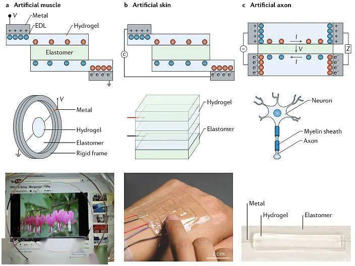 水凝胶是离电子器件最常见的离子导电材料.