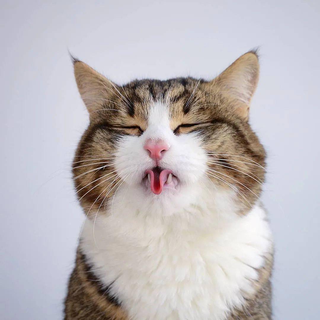 啊啊啊—剔牙装憨憨耍酷卖萌还拿捏得死死的它都能hold住无论什么表情