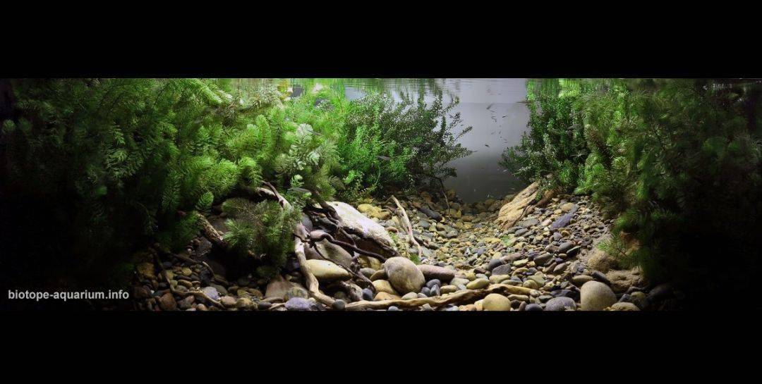 图片来源:badc还有,再看看这些原生造景作品(排名不分先后)---看看水