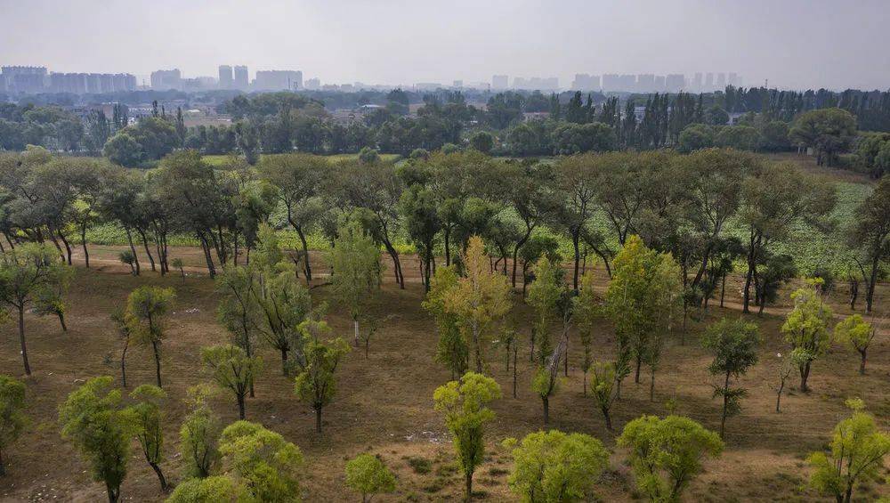 9月27日拍摄的靖边县城旁的西草滩湿地公园(无人机照片).