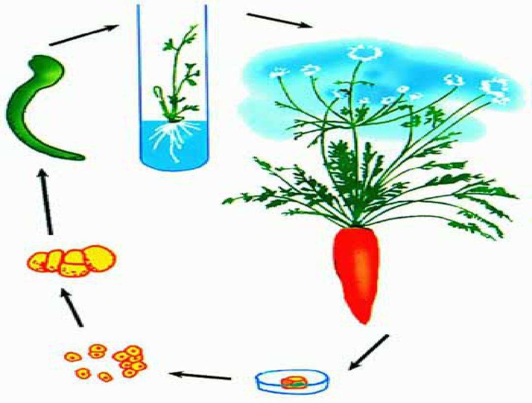收藏丨高中生物学精美配图