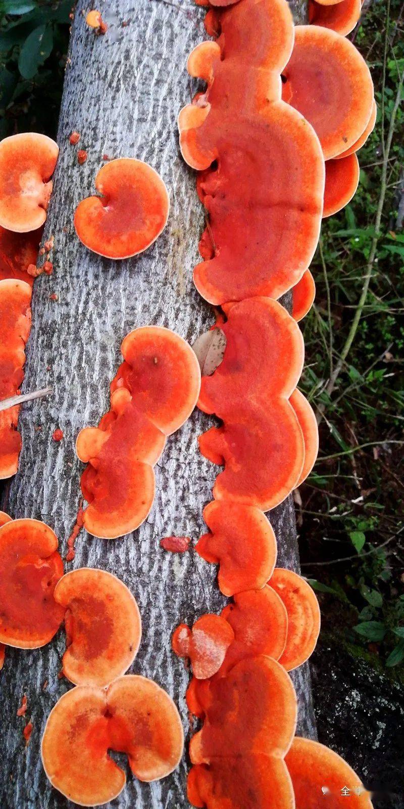 走游全州深秋山中这一树罕见的蘑菇惊艳了整个山野