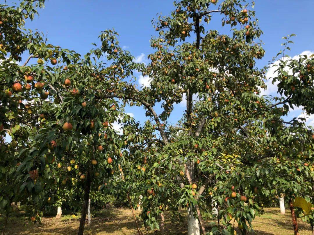 走向我们的小康生活硕果累累压枝头农户喜忙迎丰收