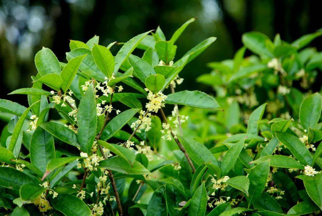 正是桂花最香时,赏桂地图请收下!