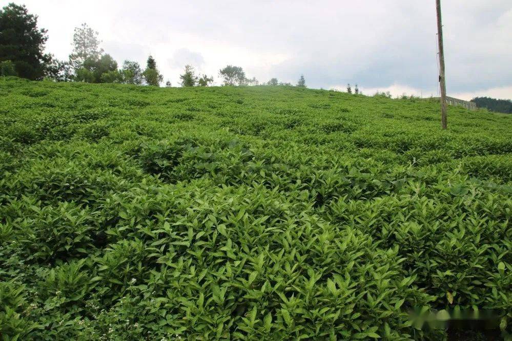 【关注】贵州从江:订单板蓝根绿了山头 甜了心头