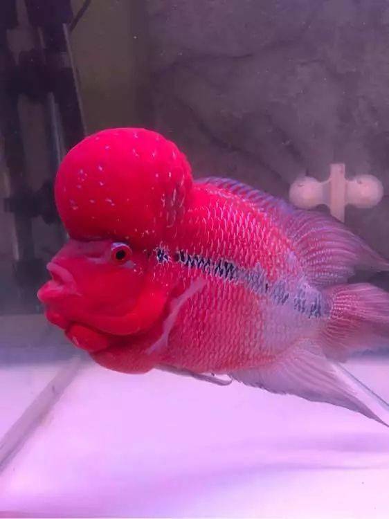 一组罗汉鱼靓照,惊艳了午后时光