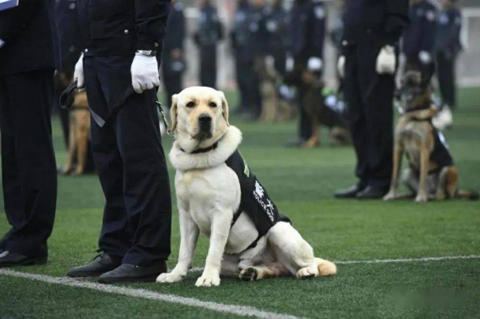 为什么不用智商排第一的边牧做警犬