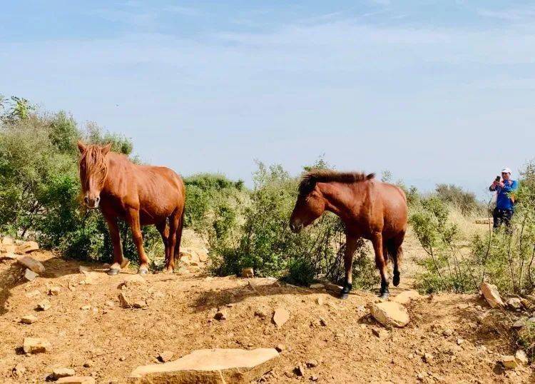 双凤山野马守护者把奔放的生命还给自然