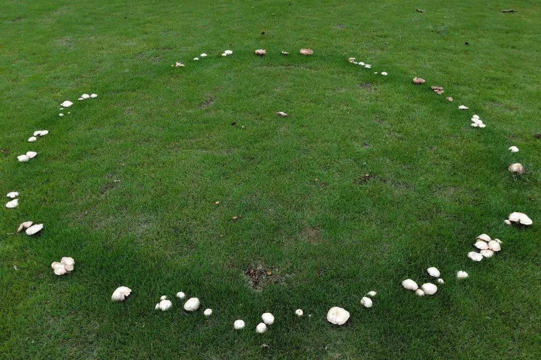 温州蘑菇基地就在这里