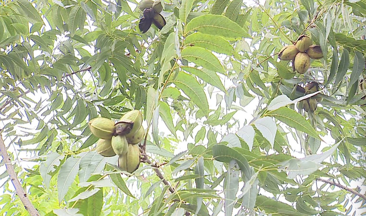 吃货们集合来看中国碧根果之都金秋大丰收