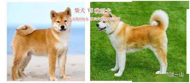 秋田犬和柴犬有哪些不同?看懂这三张图再也不会脸盲了