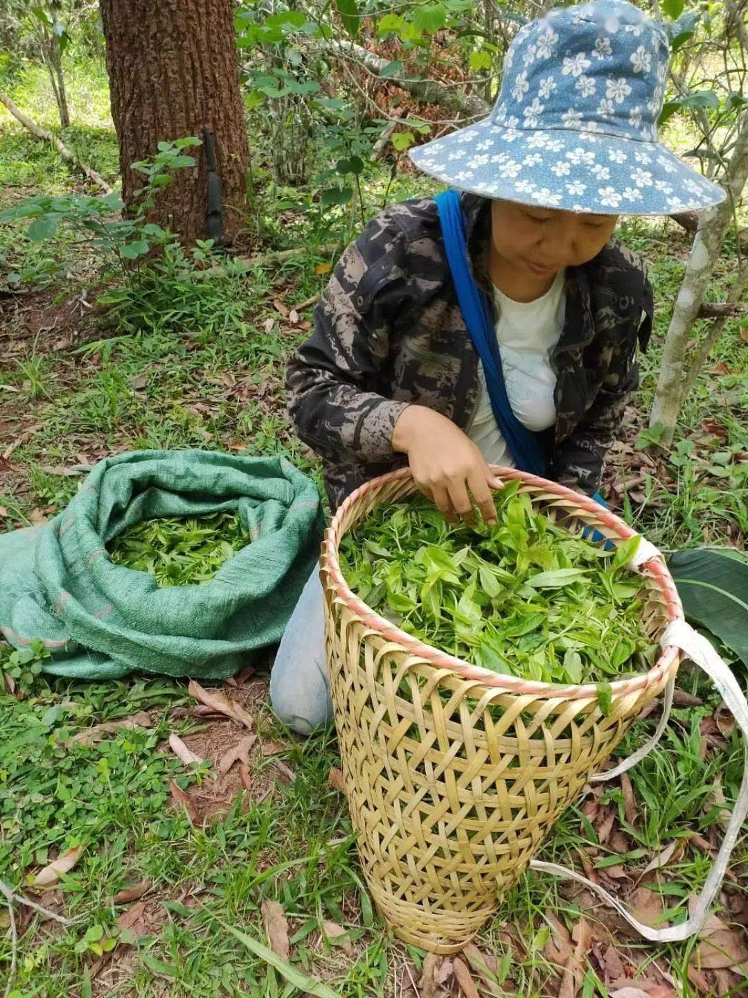 《晏子春秋》 记载:"果相齐景公时, 食脱粟之饭,炙三弋,五卵,茗菜而已