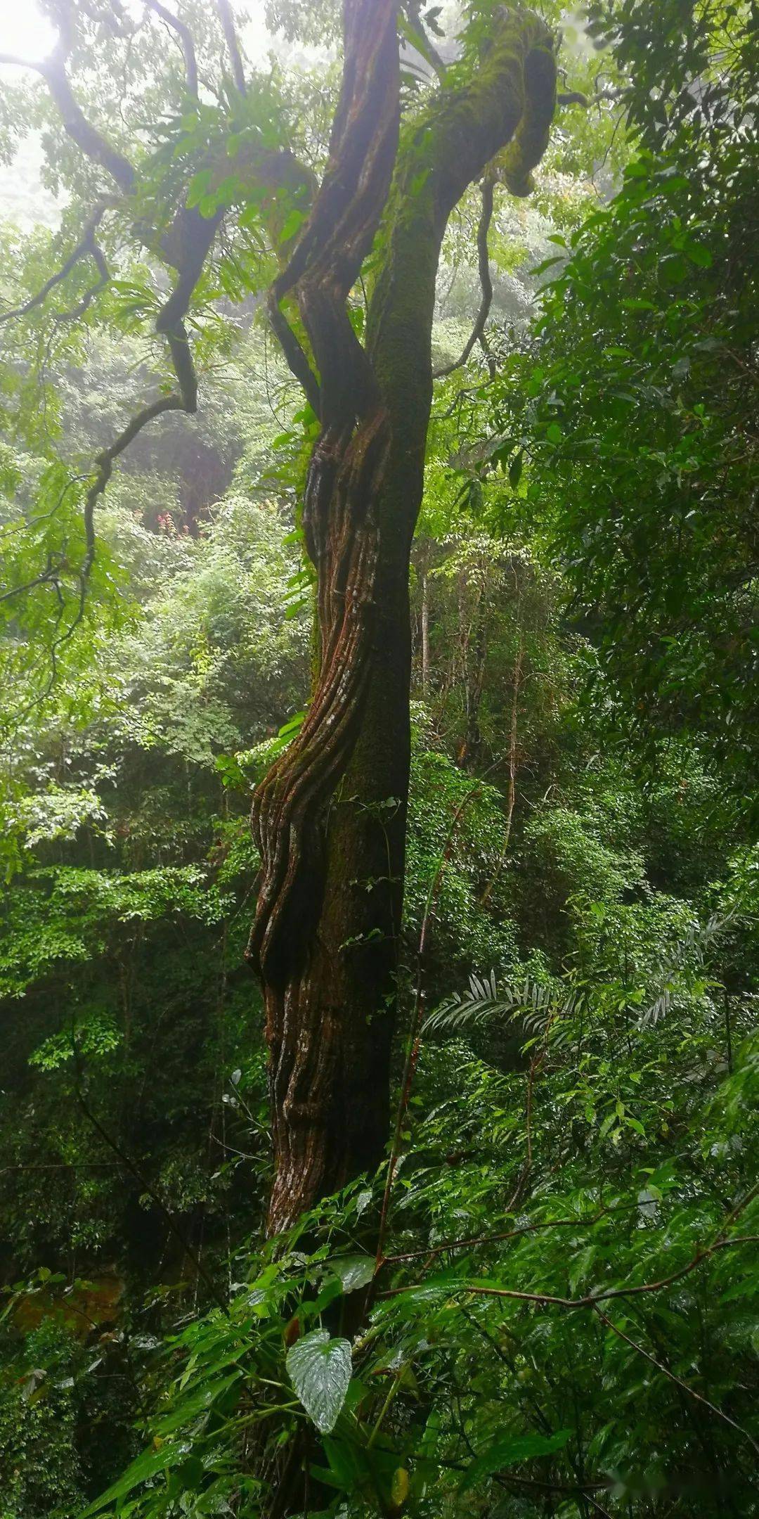 千手藤树图片