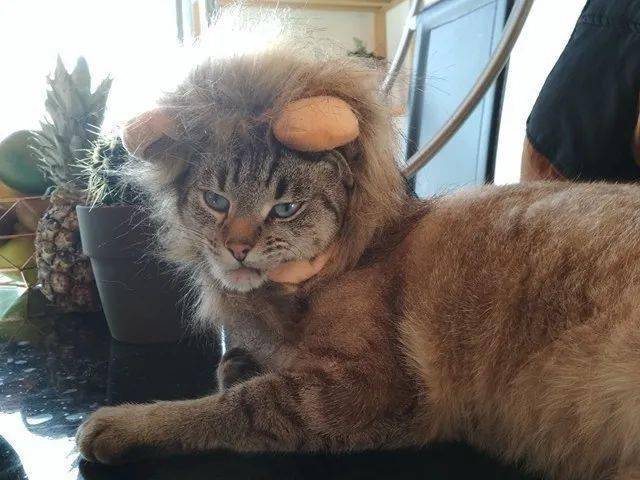 头戴狮子鬃毛的可爱猫咪们