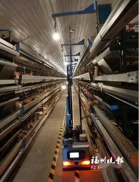 一人可管理15万只鸡,机器人就那么牛?_手机搜狐网
