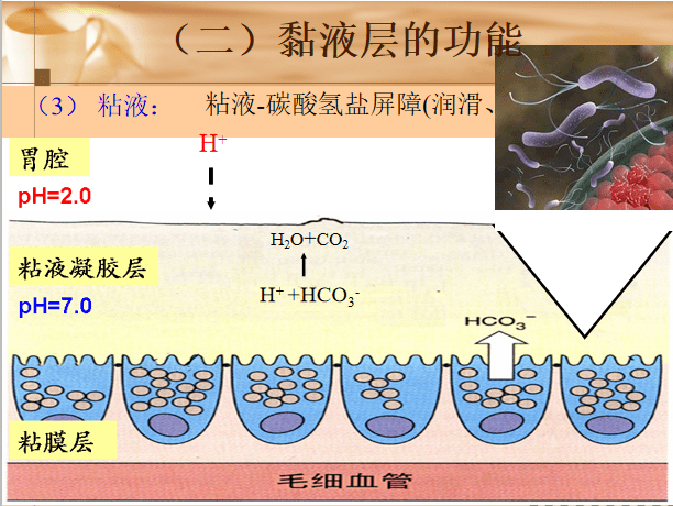 只有蛋白质摄入,才能刺激胃酸的分泌,这样,胃才健康