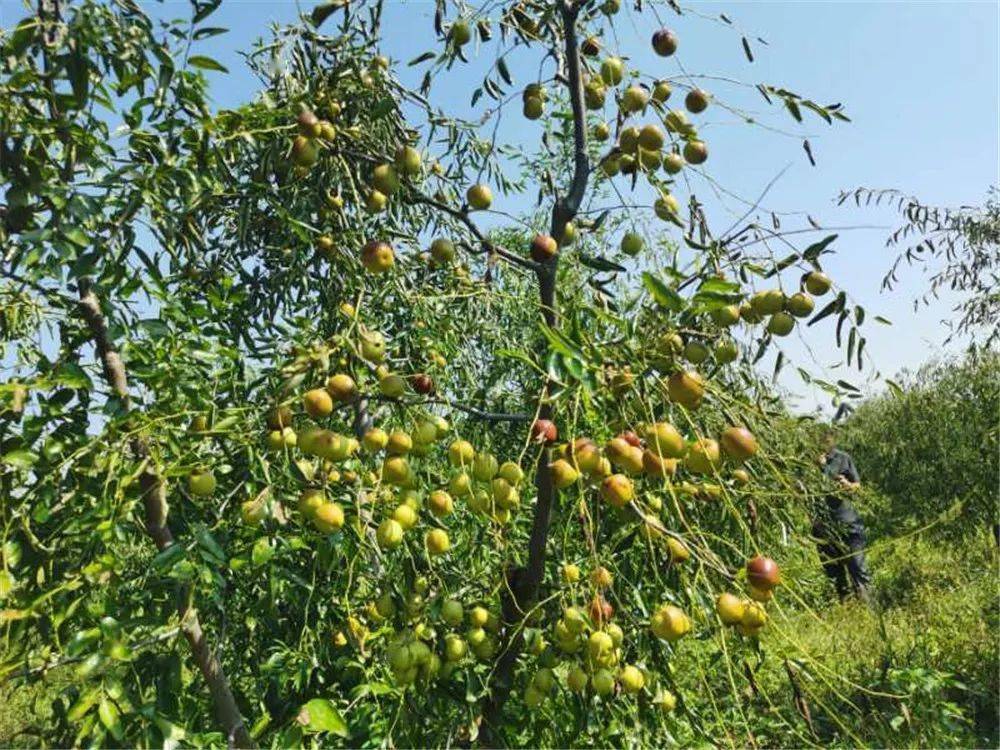 代光好介绍,基地里的冬枣从今年已进入盛果期,150亩高年产量可达3.