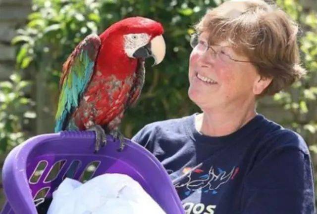 [鸟友汇鹦鹉俱乐部]因常听主人口吐芬芳,鹦鹉便也学会了出口成脏,天天