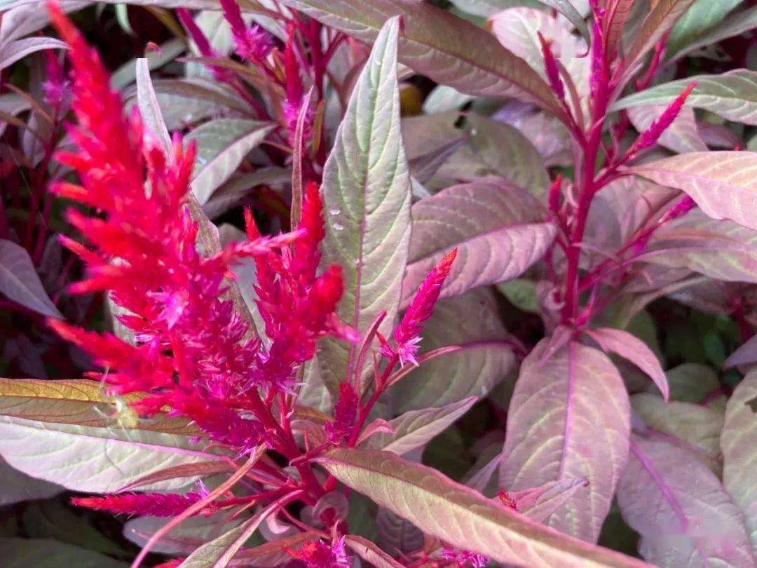 千穗谷也叫苋,像鸡冠样,也像稻穗状,在淡红色的叶丛中抽出,一穗穗的