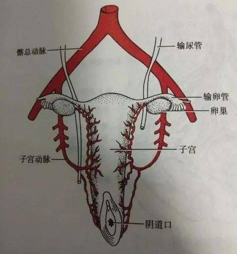 子宫动脉RI图片
