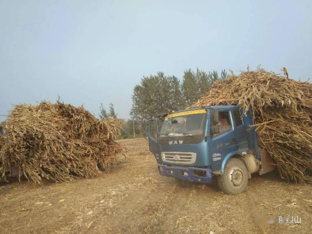 【生态古饶】清理清运秸秆 巩固禁烧成果